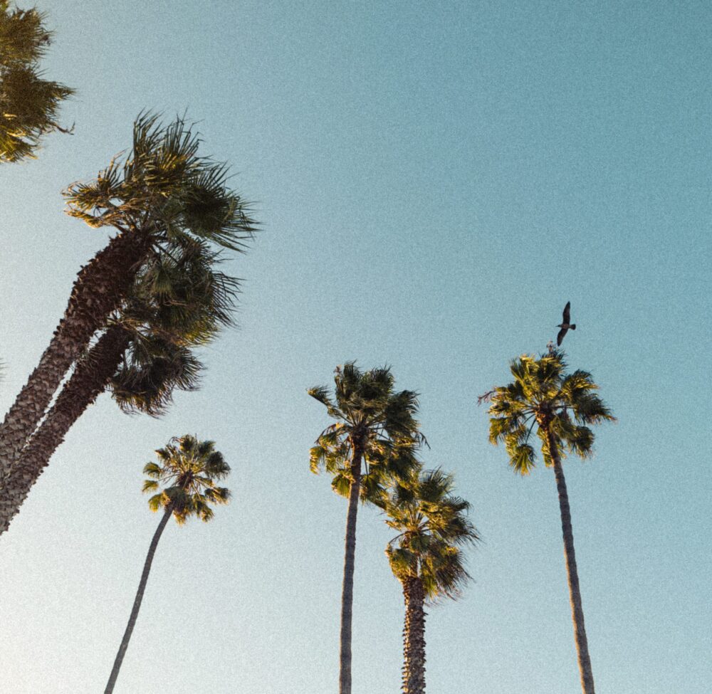 California Palm Trees