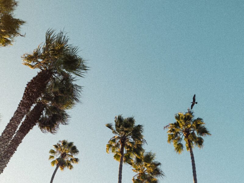 California Palm Trees