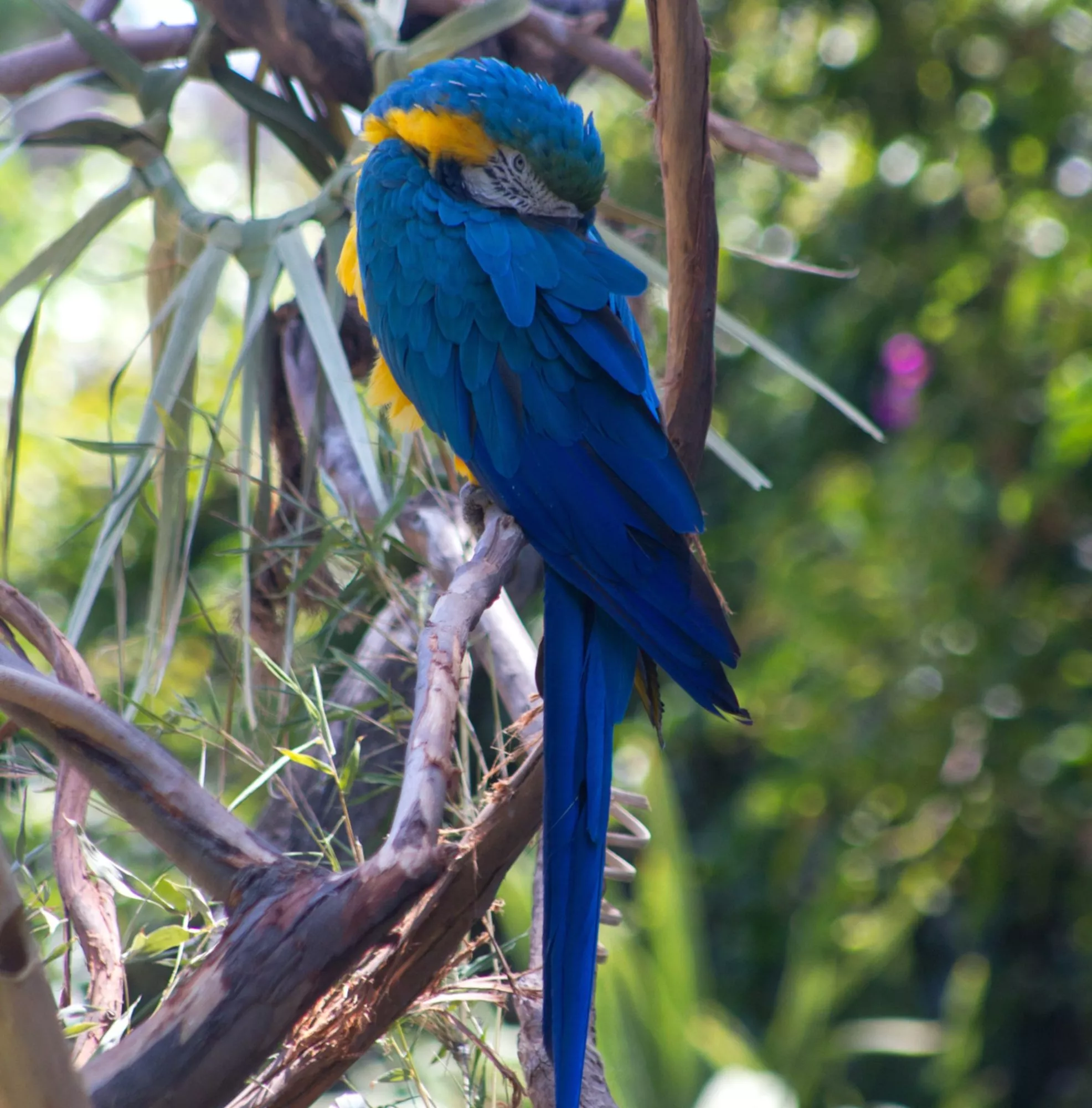 SantaBarbaraZoo Parrot1 Sized